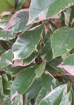 Photinia Louise 12 Litre