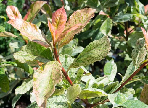 Photinia Pink Crispy 2 Litre