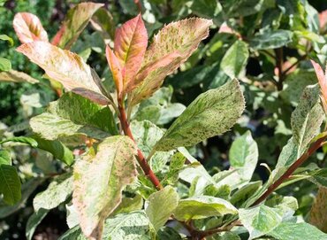 Photinia Pink Crispy Large 5 Litre