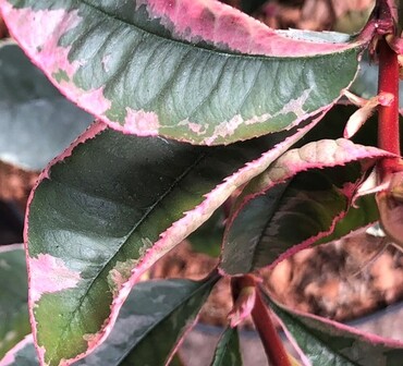 Photinia 'Pink Marble' Trellis 5 Litre