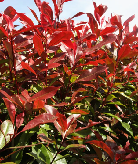 Photinia Red Robin 12 litre - Stewarts Garden Centre