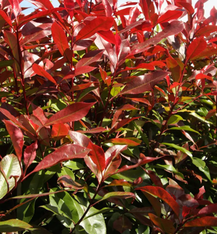 Photinia Red Robin Pyramid 30 litre - Stewarts Garden Centre