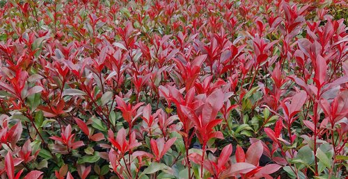 Photinia X Fraseri Carre Rouge 3 Litre