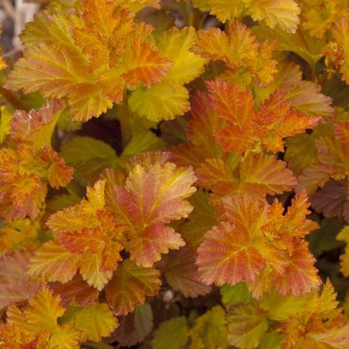 Physocarpus Amber Jubilee 3 Litre