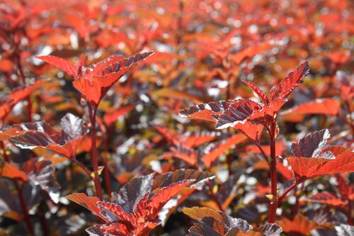 Physocarpus Lady In Red 3 Litre