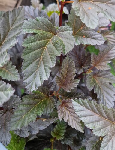 Physocarpus Little Devil 4.6 Litre