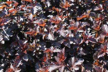 Physocarpus Midnight 3 Litre