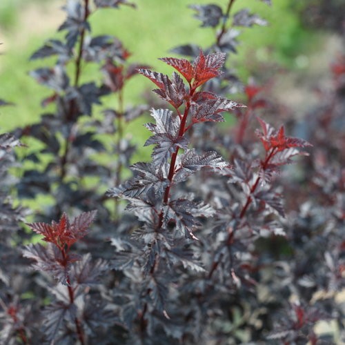 Physocarpus Opulifolius All Black 3 Litre