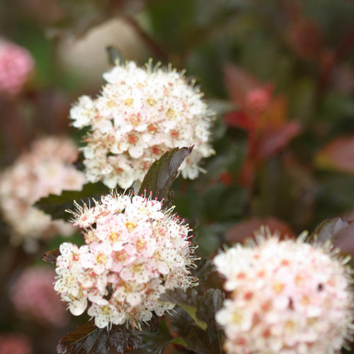 Physocarpus Opulifolius Diabolo 3 Litre