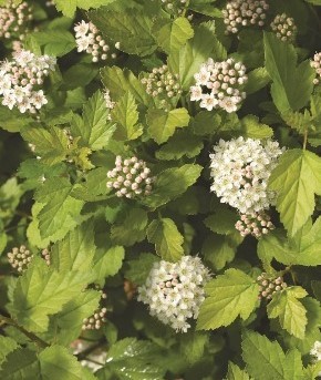 Physocarpus Tiny Gold 3 litre