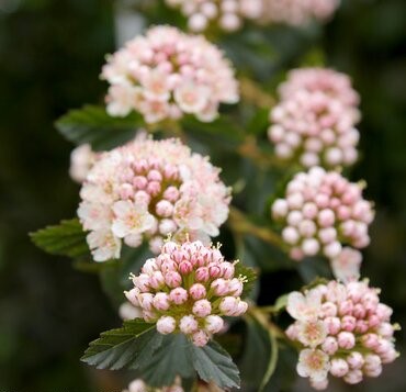 Physocarpus Tiny Wine 3 Litre