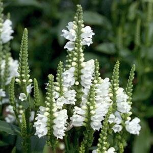 Physostegia Crystal Peak 2 Litre