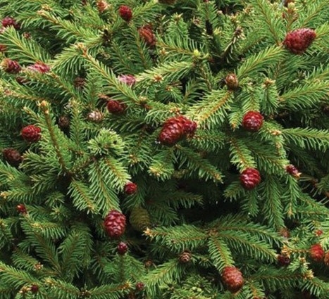 Picea Abies Pusch 4.6 Litre - Stewarts Garden Centre