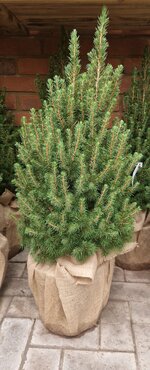 Picea Albertiana Conica in Hessian 7 Litre