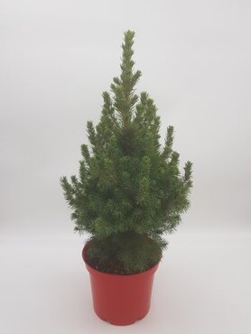 Picea Albertiana Conica Red Pot 1 Litre