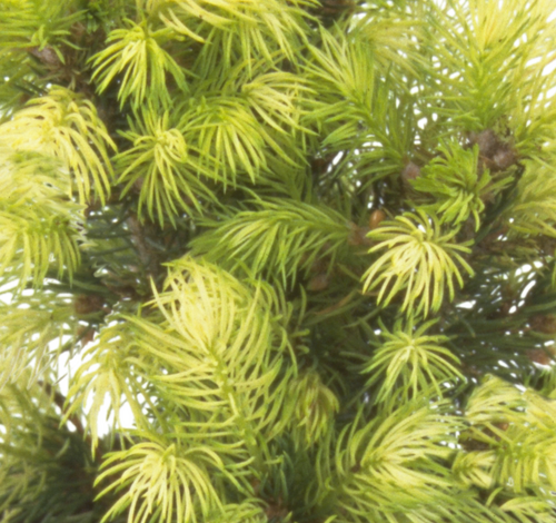 Picea glauca Daisy White 2.3 Litre