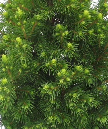 Picea glauca Rainbow'S End 1 litre