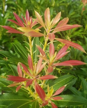 Pieris Forest Flame 6 Litre