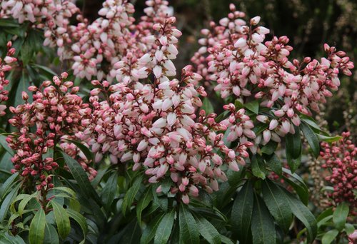 Pieris japonica Bonfire 6 Litre