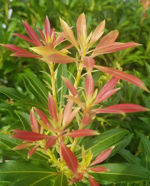 Pieris Forest Flame 3 litre