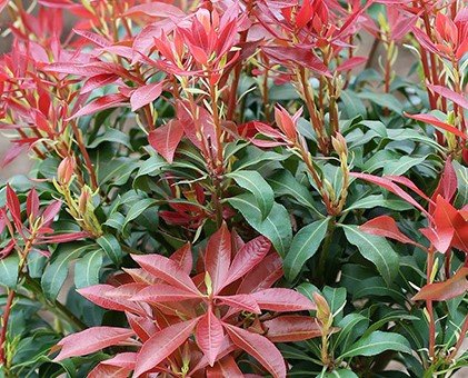 Pieris japonica Mountain Fire 2.3 litre