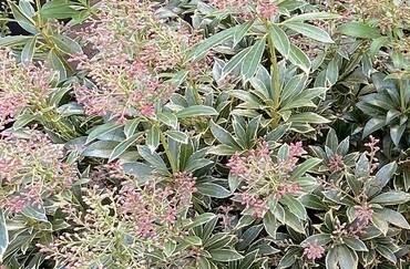 Pieris japonica Polar Passion 10 Litre