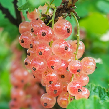 Pinkcurrant Gloire De Sablons 3 litre