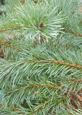 Pinus cembra Glauca 4.6 litre