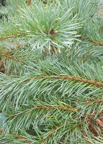 Pinus cembra Glauca C2.3 - Stewarts Garden Centre