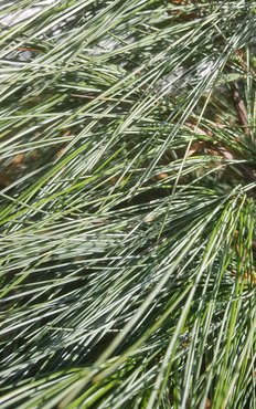 Pinus Densa Hill 10 litre