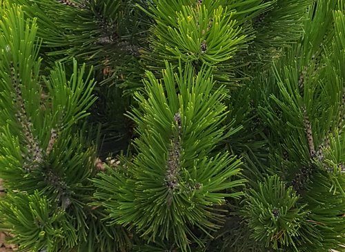 Pinus heldreichii Little Dracula 2.3 Litre