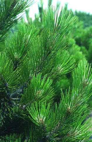 Pinus heldreichii Malinki 2.3 litre