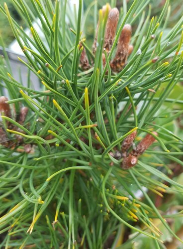 Pinus mugo Gnom 4.6 Litre