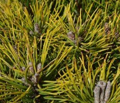 Pinus mugo Ophir 2.3 Litre