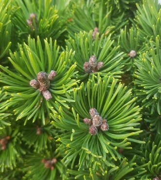 Pinus mugo Picobello 10 Litre