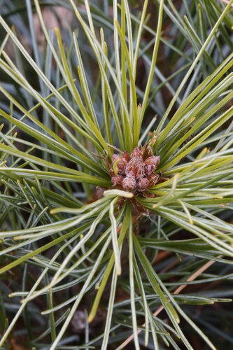 Pinus Strobus Blue Shag 3.4 Litre