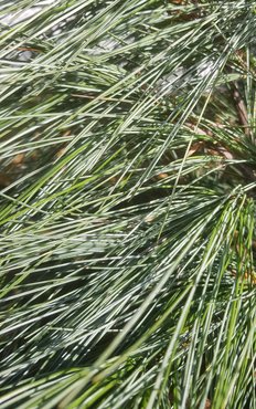 Pinus wallichiana Densa Hill 10 litre