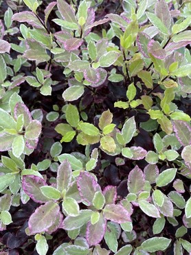 Pittosporum Bannow Bay Patio Pot 7 Litre