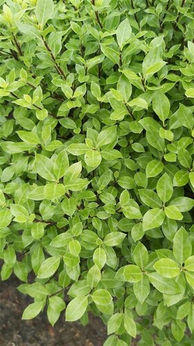 Pittosporum Beach Ball 3 Litre