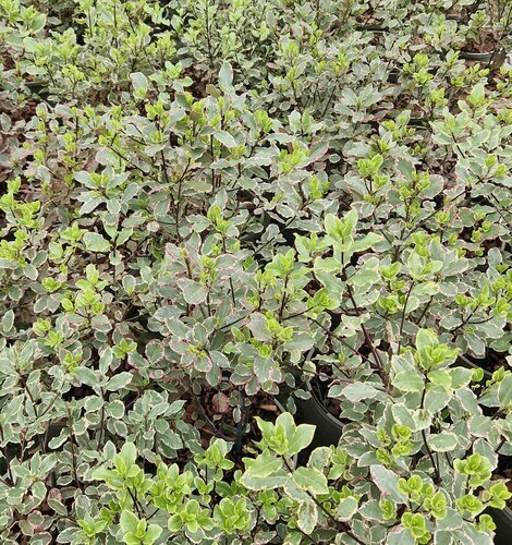 Pittosporum Elizabeth 2 Litre