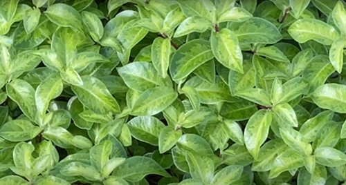 Pittosporum Golden Ball 2 Litre