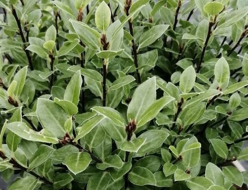 Pittosporum 'Golf Ball' 10 Litre