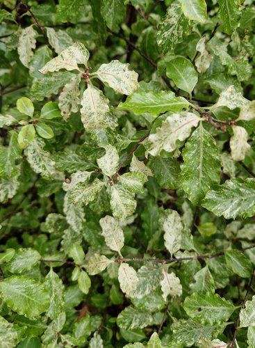 Pittosporum Irene Paterson 3 litre