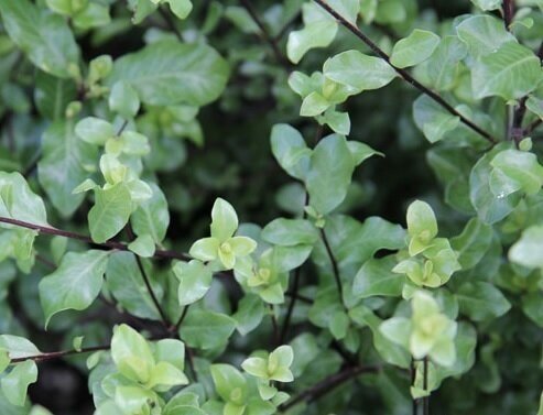 Pittosporum Wrinkled Blue 2 Litre