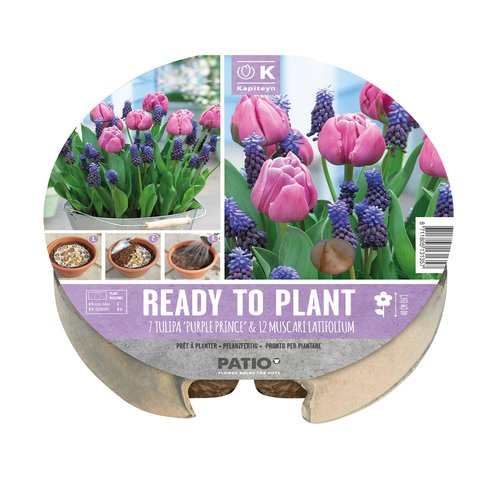 Plant-O-Mat Tray 24cm Tulip & Muscari