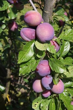 Plum Guinevere VVA-1 12 Litre