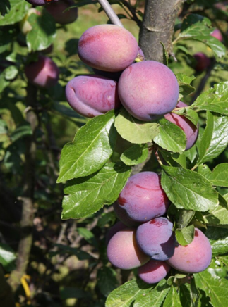 Plum Malling Elizabeth St Julien A 12 Litre