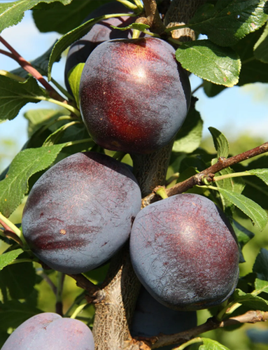 Plum Marjories Seedling St Julian 12 Litre