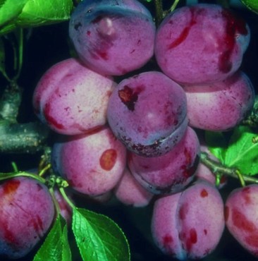 Plum Opal St Julien A 12 Litre