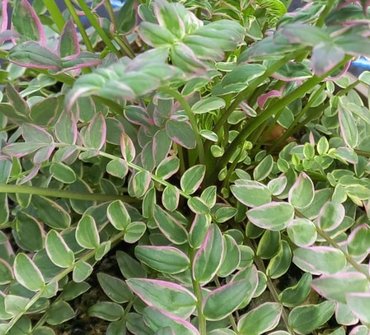 Polemonium Brise D Anjou 2 Litre